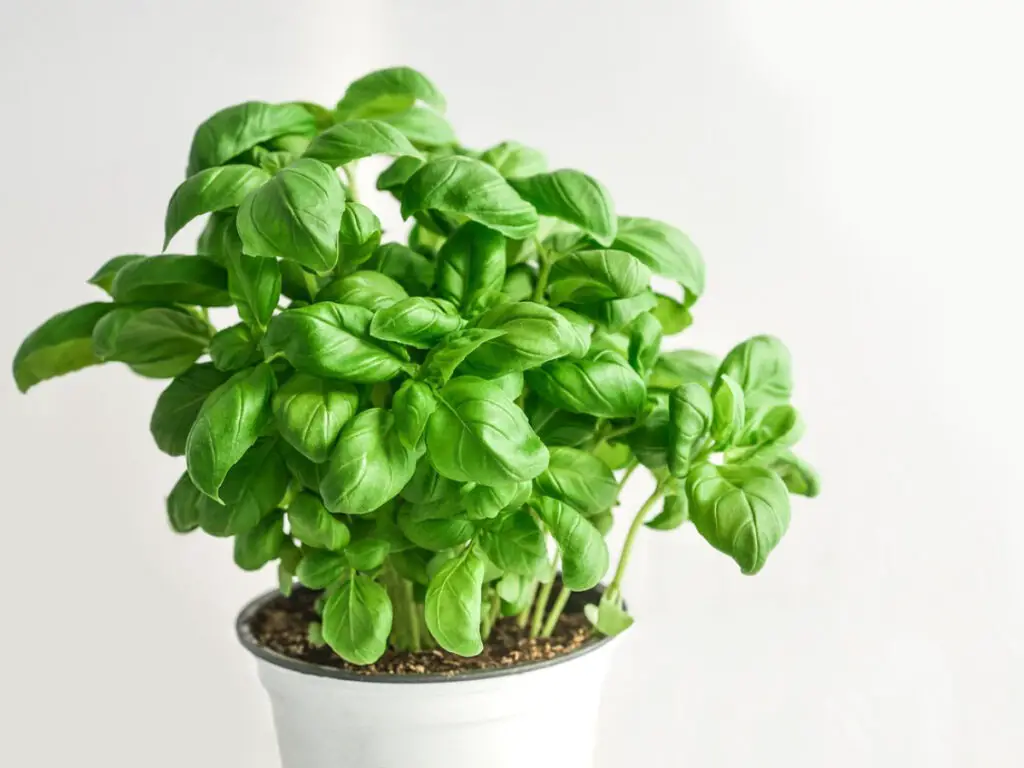 Edible plants you can grow indoors in pots