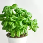Best Edible Plants To Grow Indoors Edible plants you can grow indoors in pots