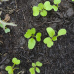 radish seedlings in the tropics