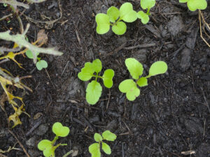 radish seedlings in the tropics