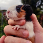 Baby guinea pig