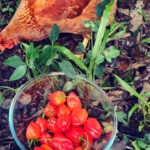 chicken in garden