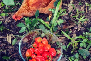 chicken in garden