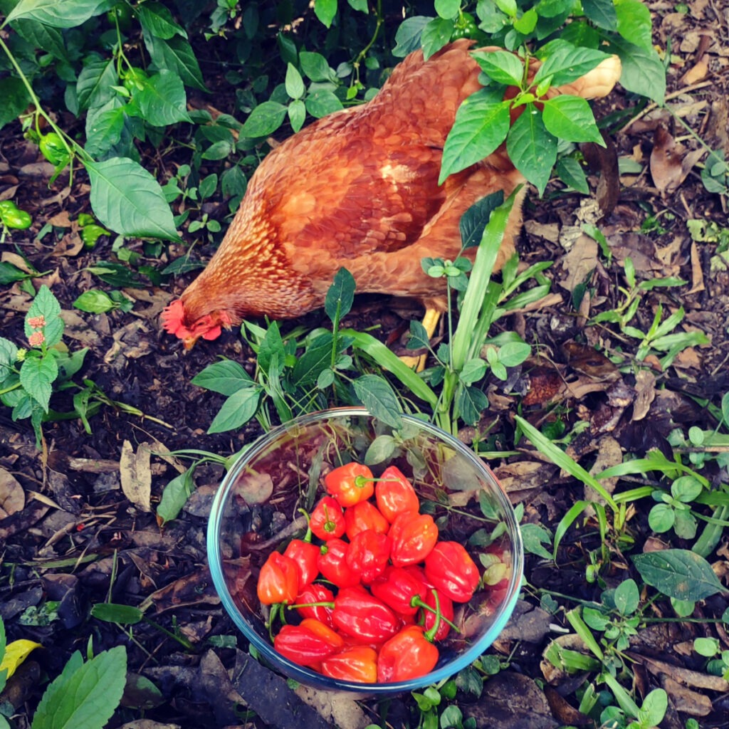 Chickens in the garden destroying garden beds