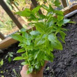 Can You Grow Basil in The Tropics? Basil growing in the tropics
