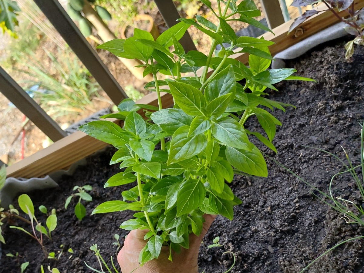 Basil growing in the tropics