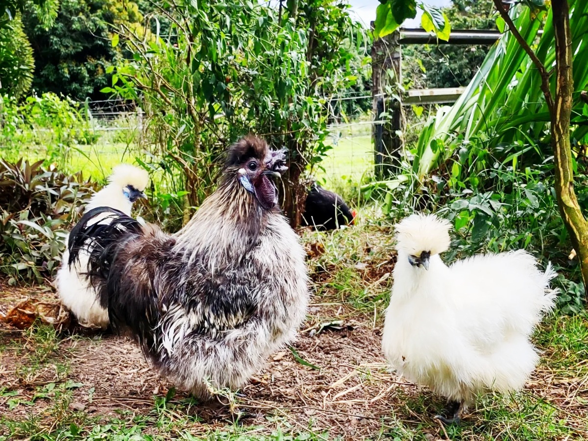Silkie chickens in a garden