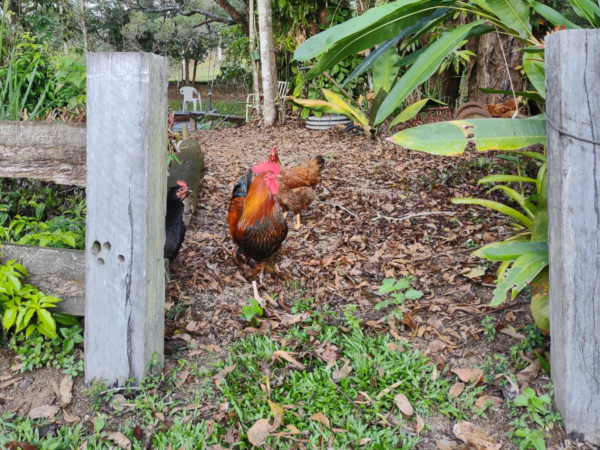 Chickens and rooster in a garden scratching through leaves