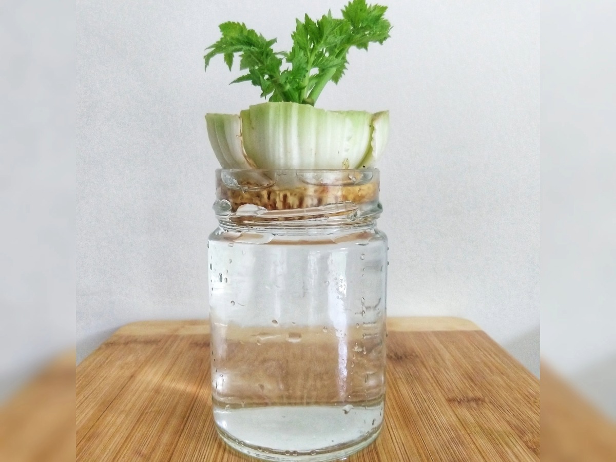 How to grow celery for free