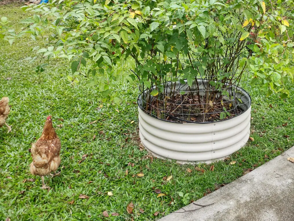 Keeping a chicken out of a raised bed to protect fruit