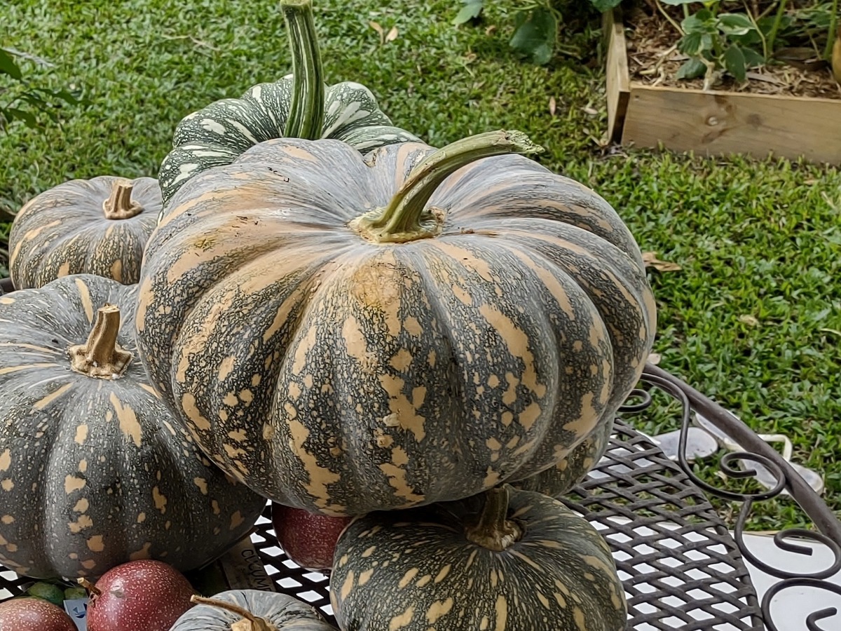 Pumpkin harvest grown from supermarket pumpkin seed.