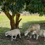 Sheep and lambs on a tropical homestead