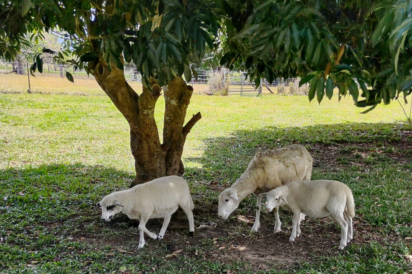 Sheep and lambs on a tropical homestead