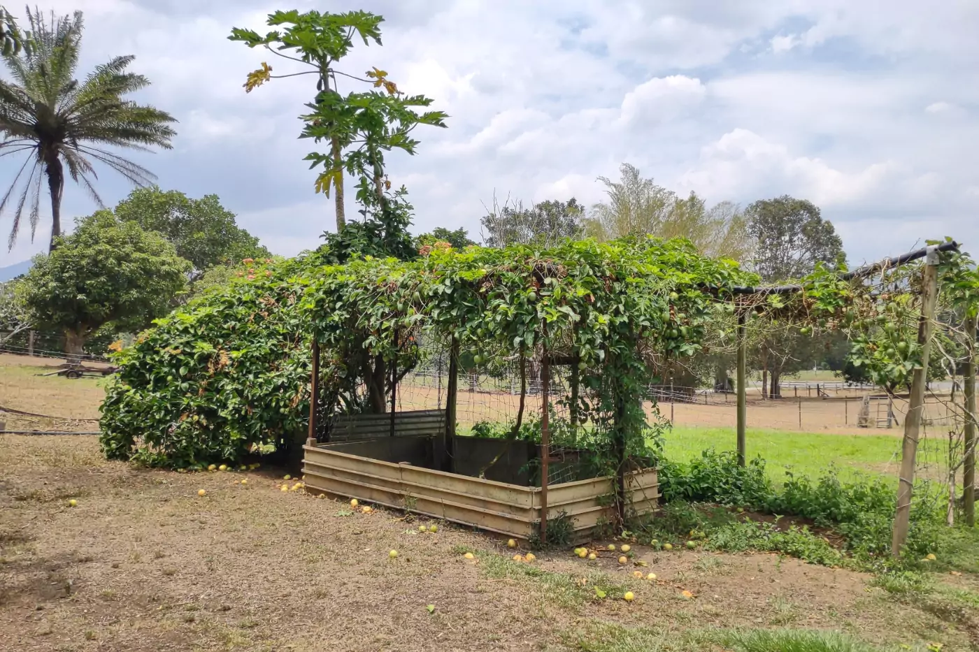 Dry season on the farm or homestead