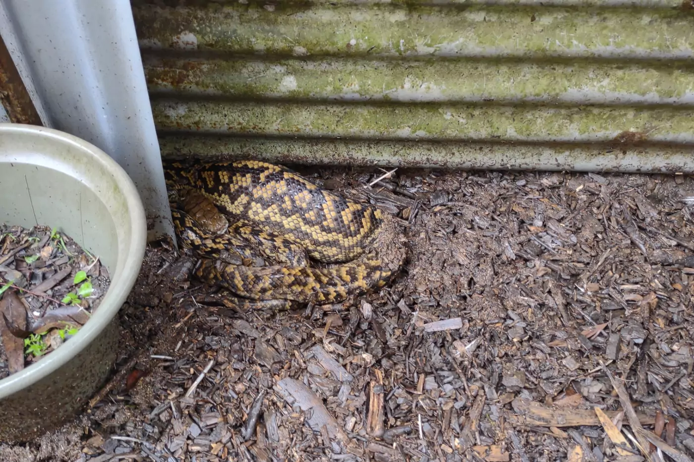 predators tropical farm or homestead snakes