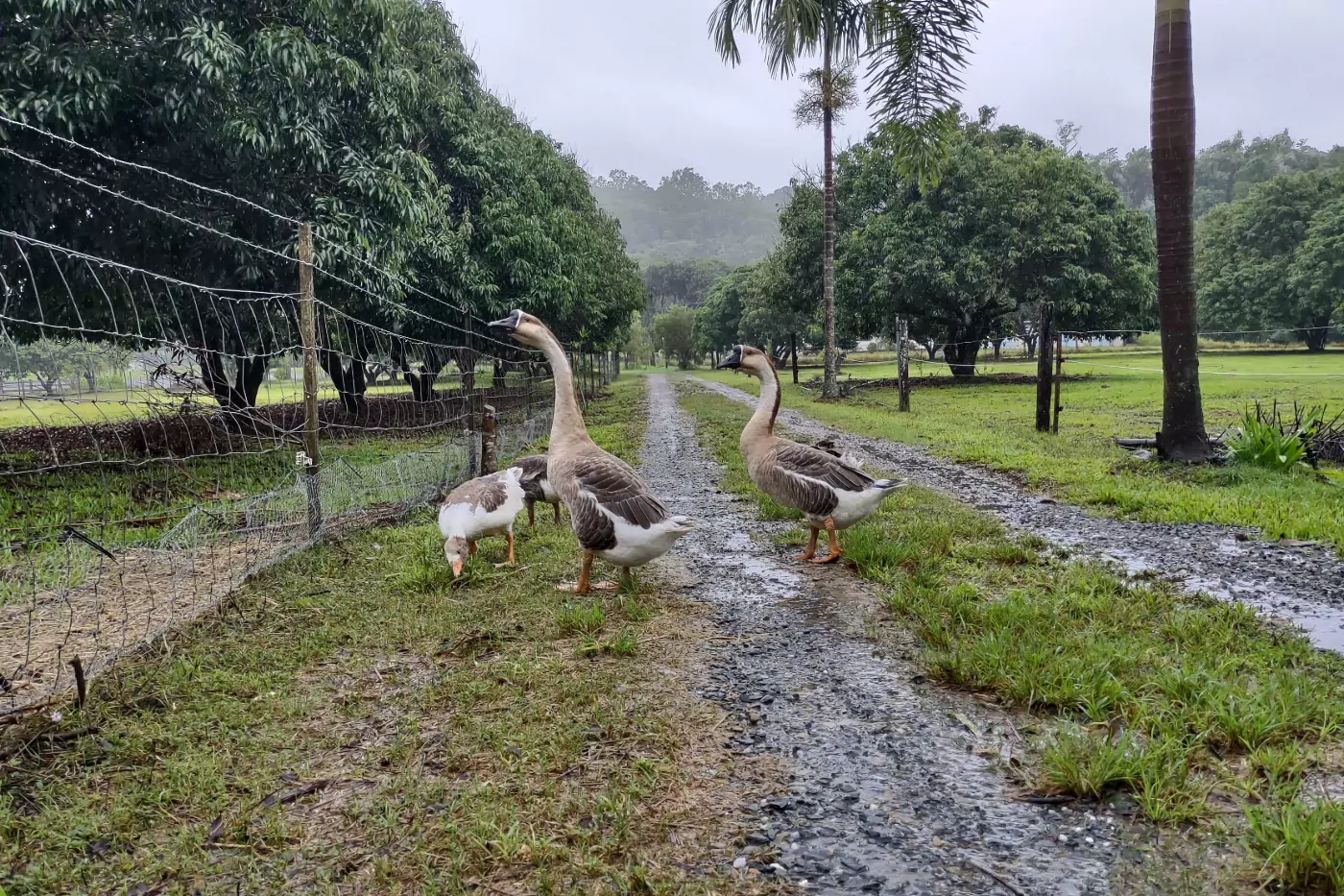 Tropical wet season on the farm