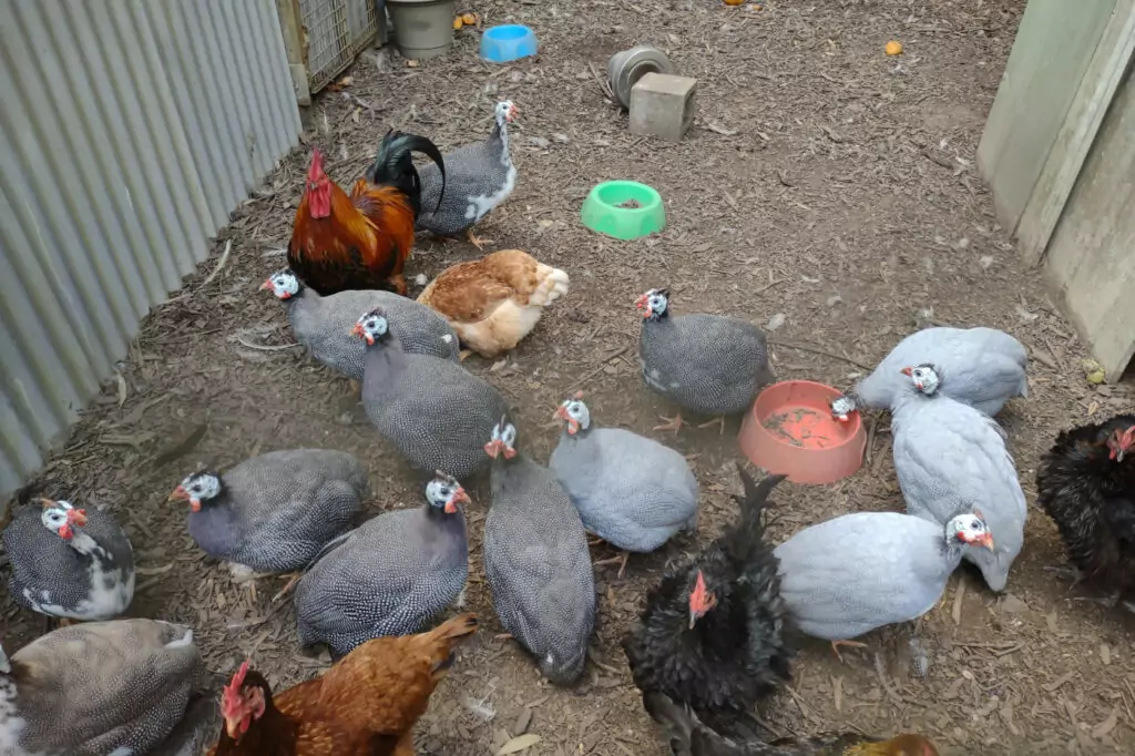 Keeping poultry in the tropics