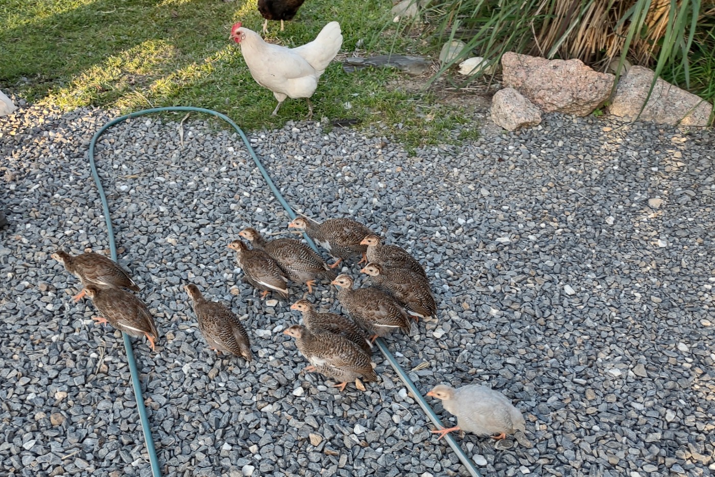 Keeping guinea fowl with chickens babies.