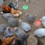 Guinea Fowl and chickens