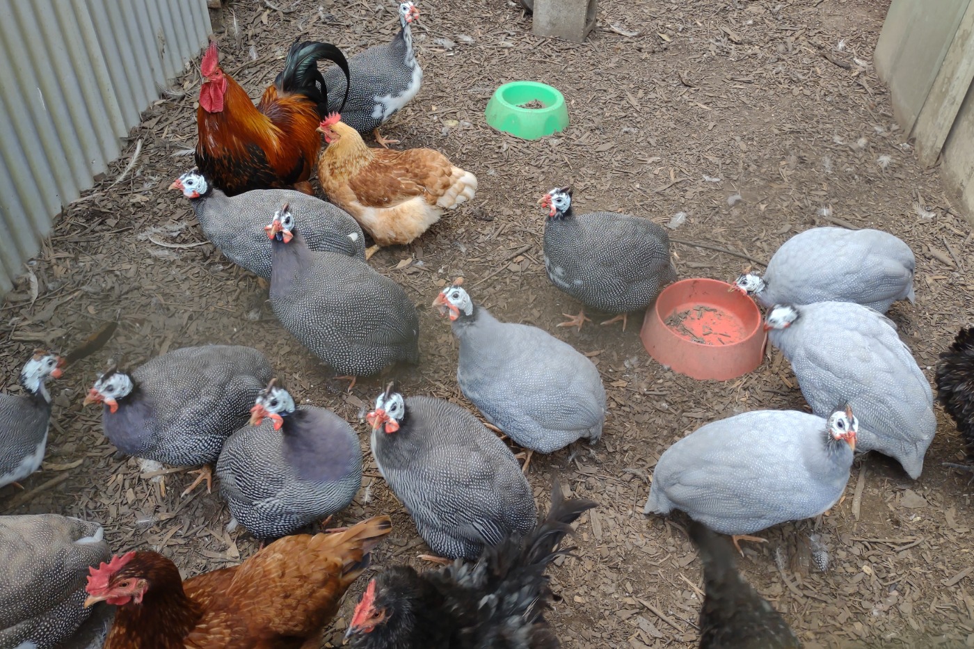 Guinea Fowl and chickens