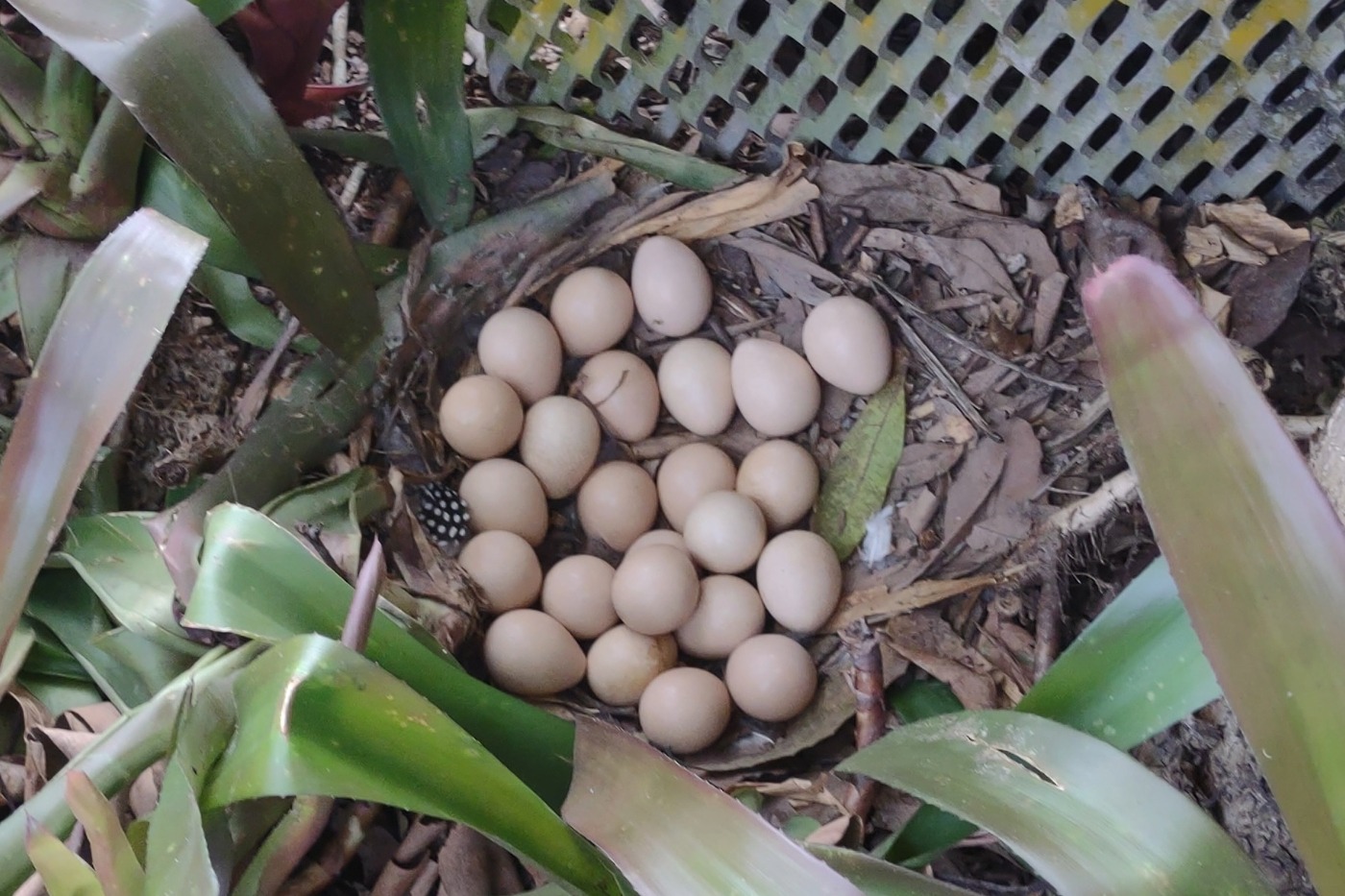 Guinea fowl nest with eggs