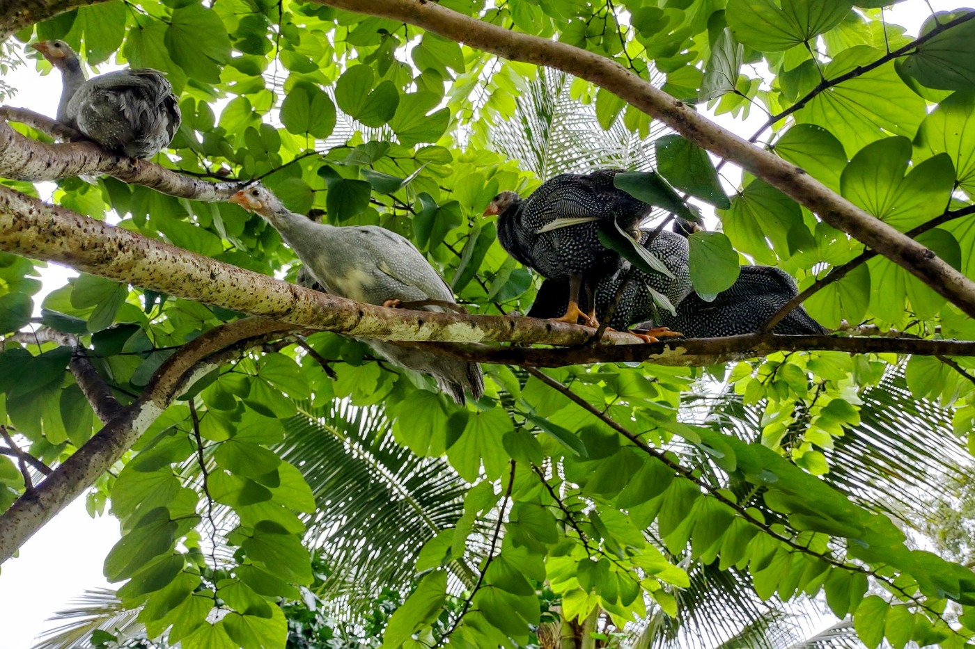 Guinea fowl roosting in a tree