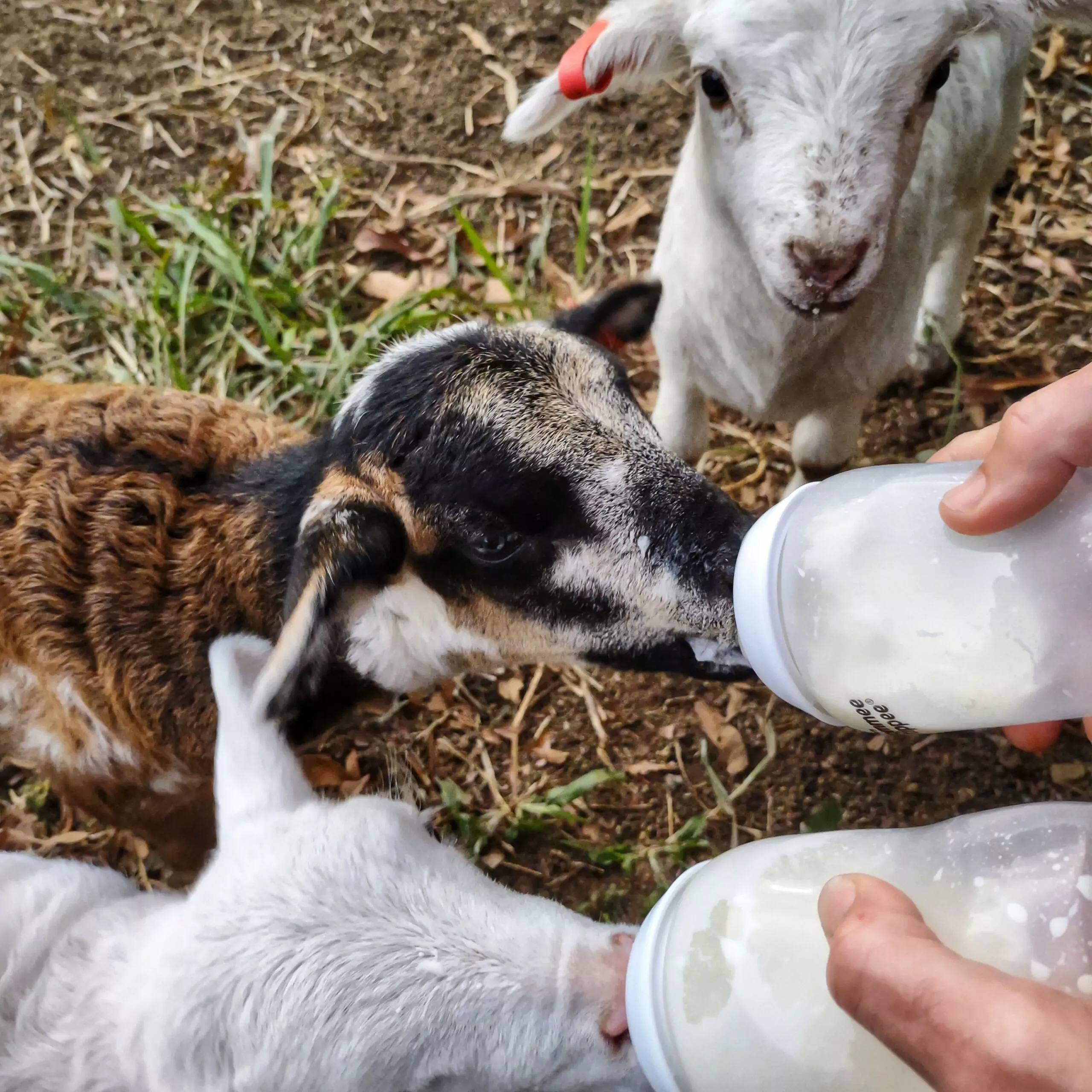 tropical homestead life life on a tropical homestead