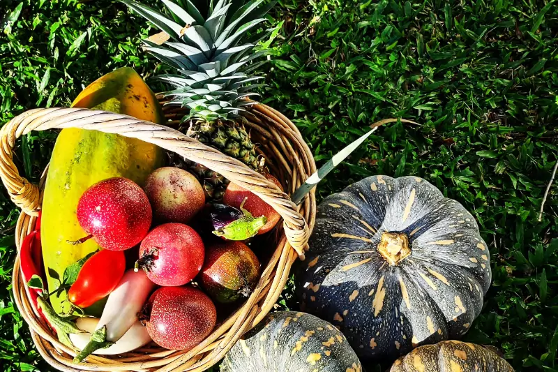 produce from the tropical food garden Basket of tropical fruits from the tropical food garden