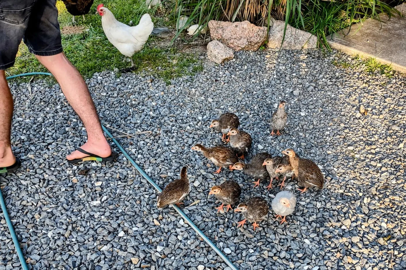 Guinea fowl babies