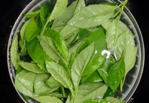 Longevity spinach harvest