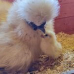 10 Things We Don't Do Like Justin Rhodes Chicken keeping the Justin Rhodes Way