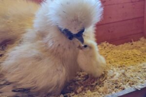 Chicken keeping the Justin Rhodes Way