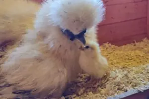 Chicken keeping the Justin Rhodes Way