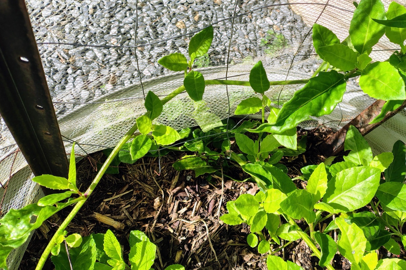 How longevity spinach is harvested