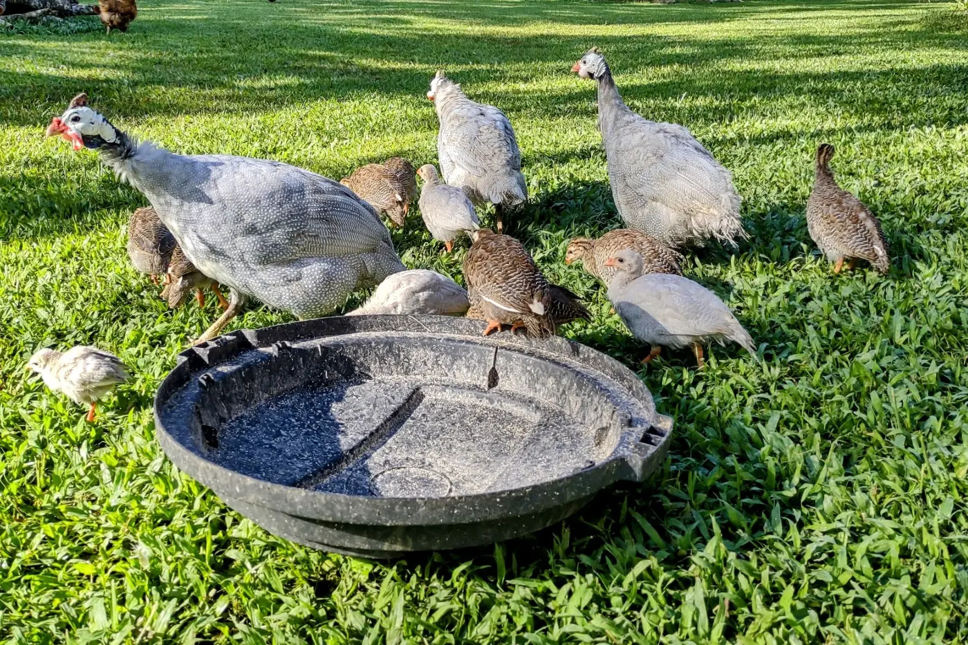 Keep guinea fowl babies and adults