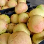 Boycotting the supermarket fruit harvest