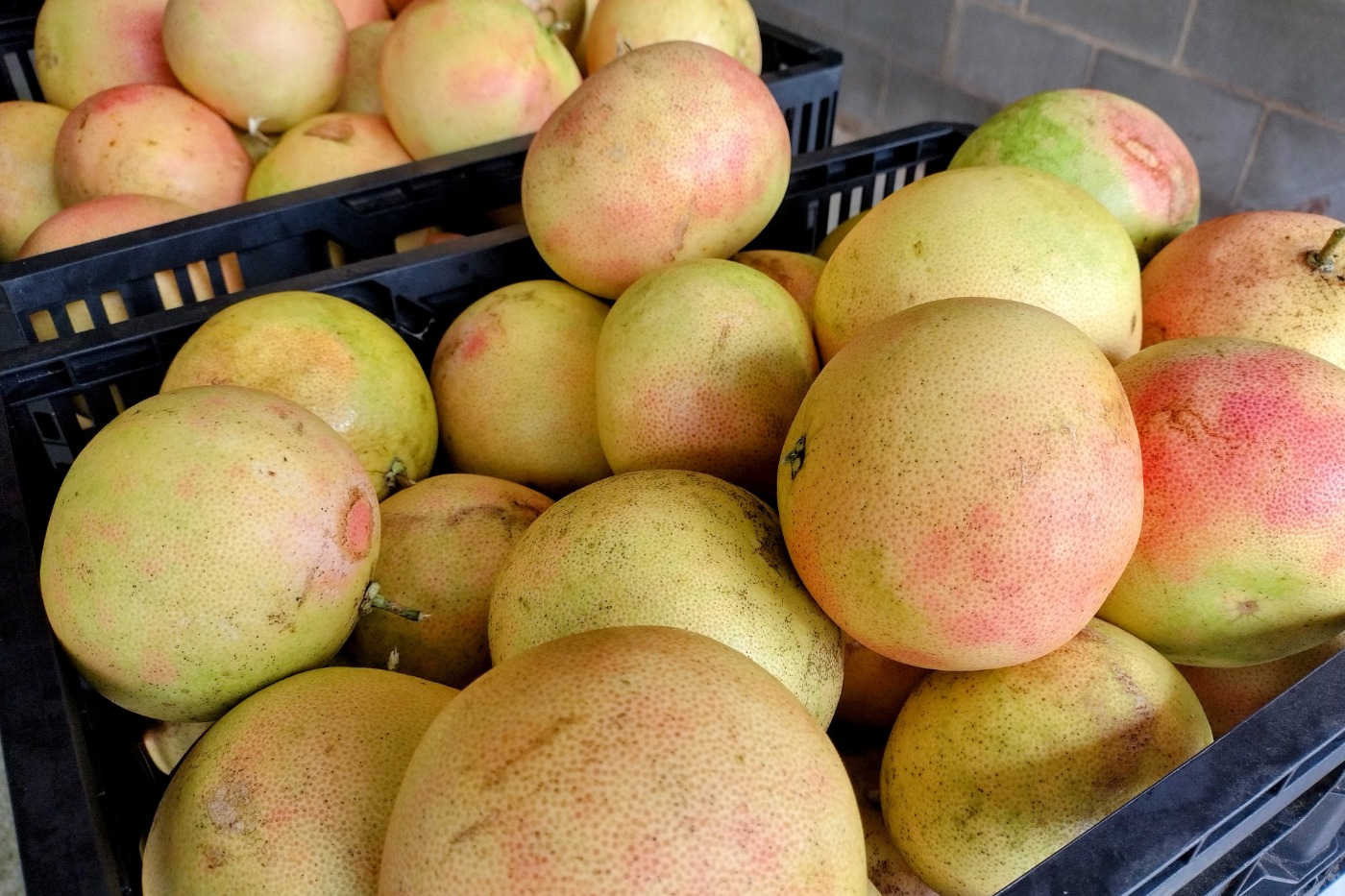 Boycotting the supermarket fruit harvest