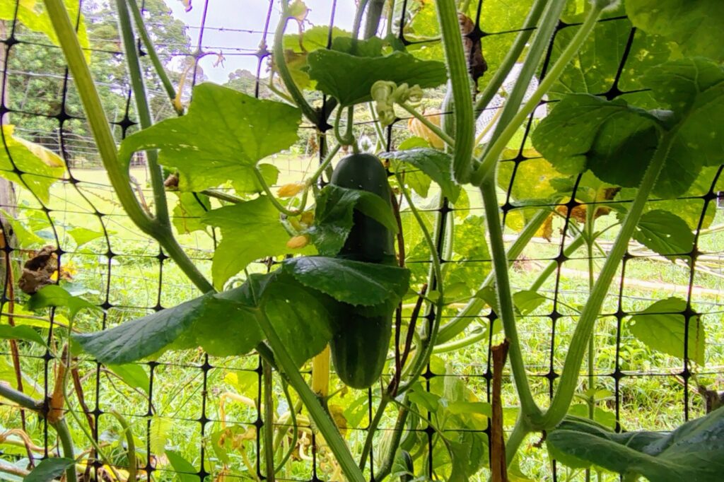 Cucumbers growing in March
