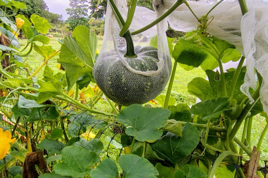 March in the garden, pumpkins growing