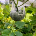 March in the garden, pumpkins growing