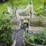 Kitchen garden resilience for lockdown