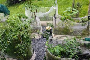 Kitchen garden resilience for lockdown