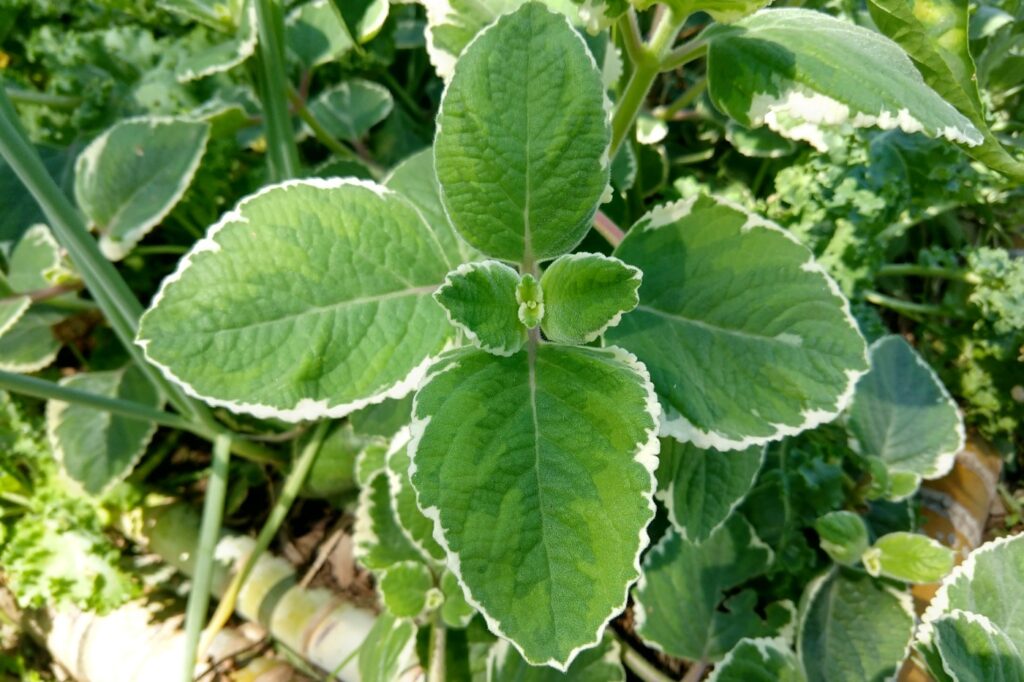 mother of herbs growing in self sufficient permaculture garden
