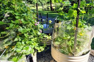 Raised bed self sufficient Vegetable garden