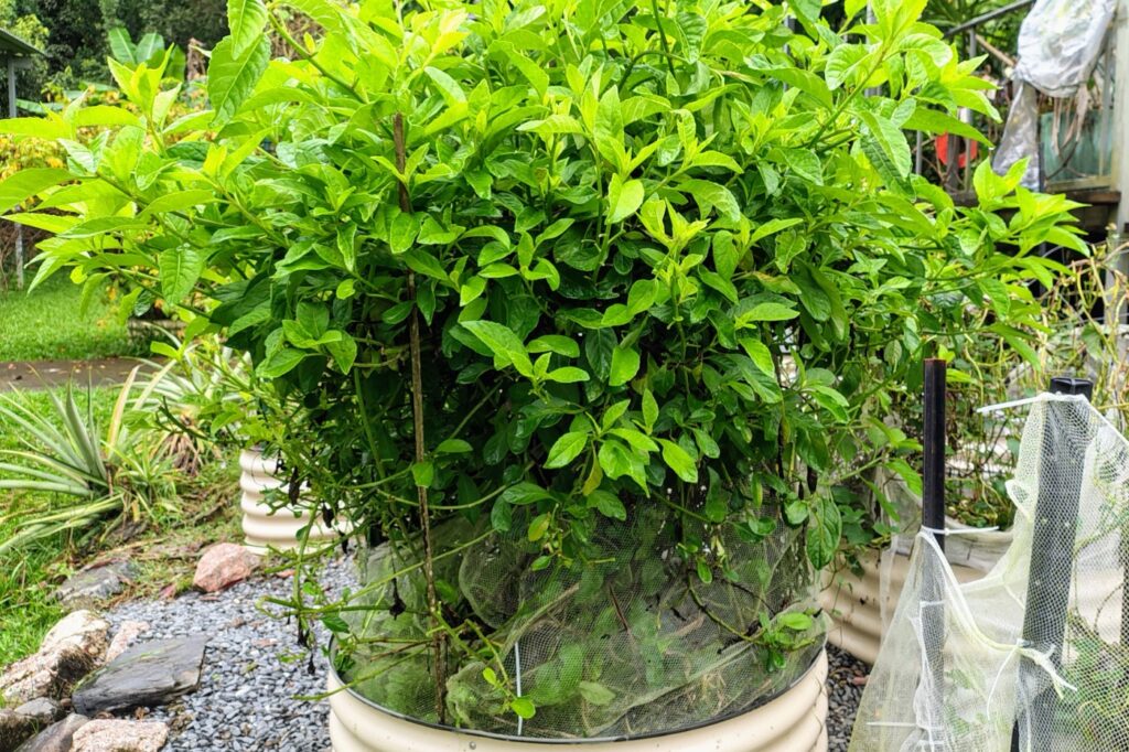 Raised bed vegetable garden in March